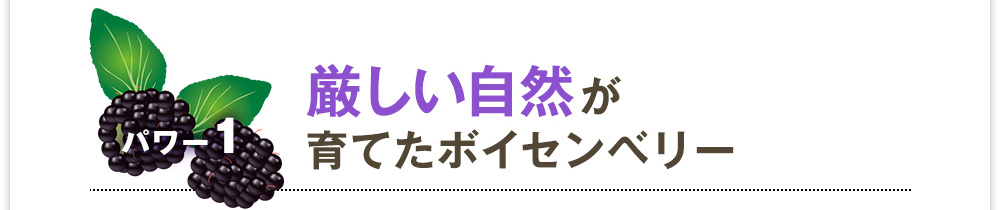 パワー1　厳しい自然が育てたボイセンベリー