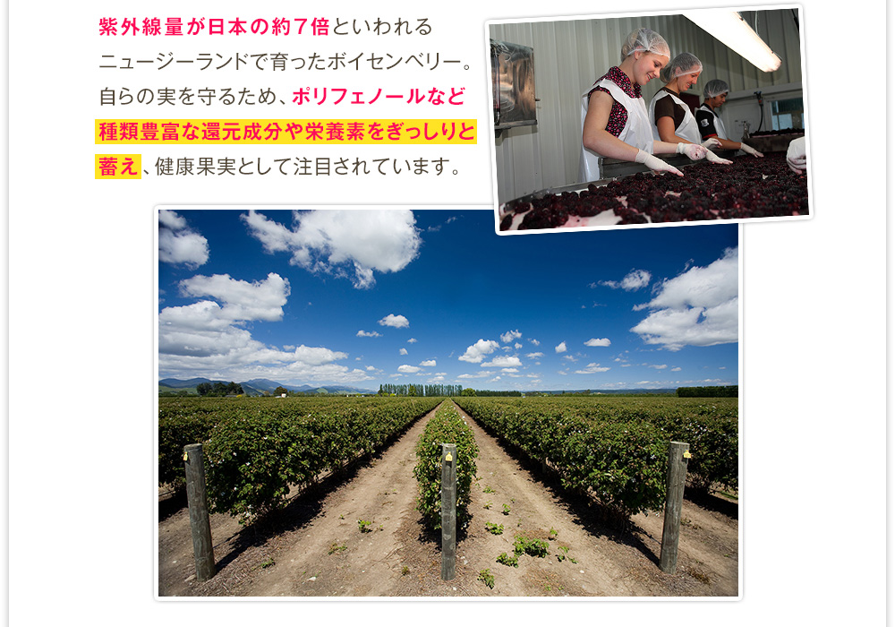 紫外線量が日本の約7倍といわれるニュージーランドで育ったボイセンベリー。自らの実を守るため、ポリフェノールなど種類豊富な還元成分や栄養素をぎっしりと蓄え、健康果実として注目されています。